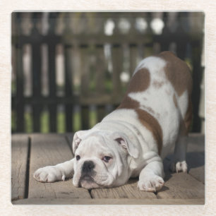 Engelse bulldog Puppy Glazen Onderzetter
