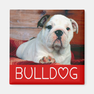 Engelse Bulldog Puppy Hond Rood Liefde Magneet