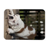 Engelse bulldog Puppy Magneet (Horizontaal)