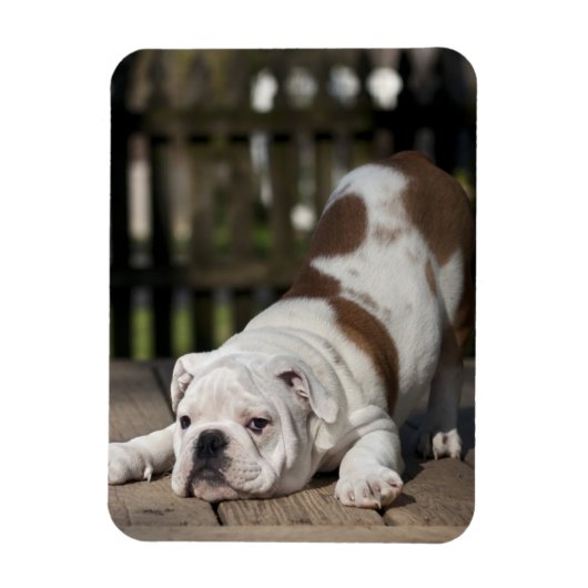 Engelse bulldog Puppy Magneet (Verticaal)