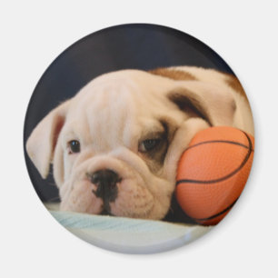 Engelse Bulldog Puppy met Basketbal Rond Magneet