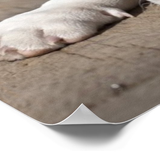 Engelse bulldog Puppy Poster (Hoek)