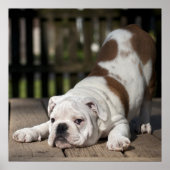 Engelse bulldog Puppy Poster (Voorkant)