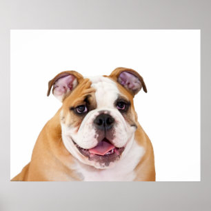 Engelse bulldog Puppy Poster