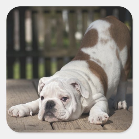 Engelse bulldog Puppy Vierkante Sticker (Voorkant)