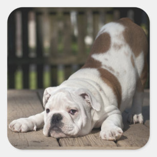 Engelse bulldog Puppy Vierkante Sticker