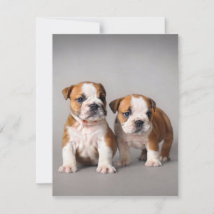 Engelse Bulldog Pups Stel Cute Bulldog Kaart