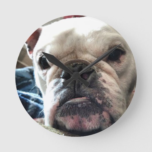 Engelse Bulldog Ronde Klok (Voorkant)