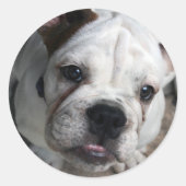 Engelse Bulldog Sticker (Voorkant)