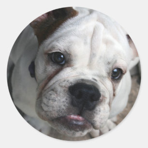 Engelse Bulldog Sticker