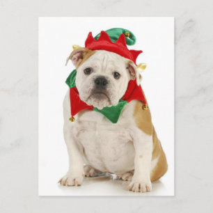Engelse bulldog verkleed als elf briefkaart