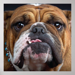 Engelse Bulldog Worp Kussen Poster