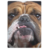Engelse Bulldog Worpkussen Klembord (Achterkant)