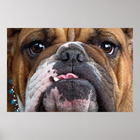 Engelse Bulldog Worpkussen Poster (Voorkant)