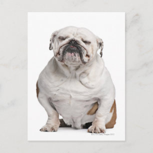 Engelse Bulldog, zittend Briefkaart