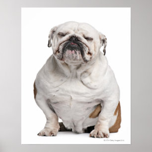 Engelse Bulldog, zittend Poster