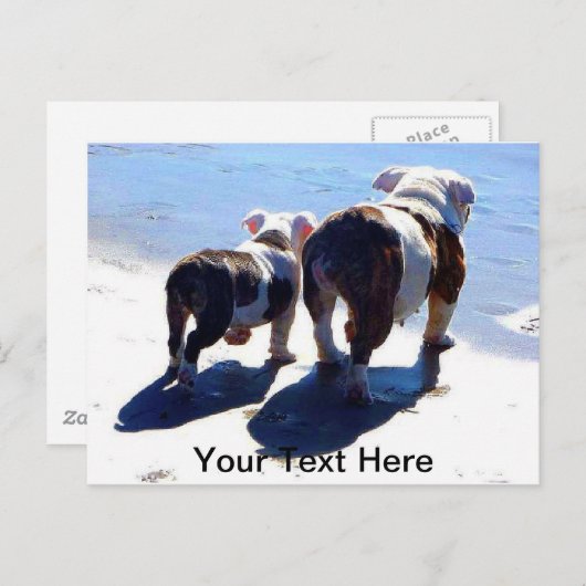 Engelse Bulldogs Briefkaart (Voorkant / Achterkant)