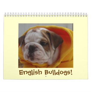 Engelse Bulldogs Calendar! Kalender
