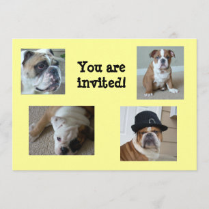 Engelse Bulldogs Invitations Birthday/Any Occasion Kaart