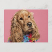 Engelse Cocker Spaniel (10 maanden oud) Briefkaart (Voorkant)