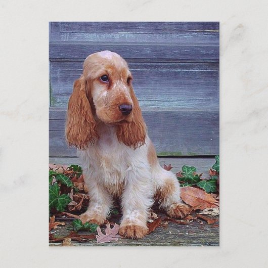 Engelse Cocker Spaniel Briefkaart (Voorkant)