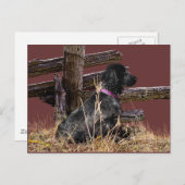 Engelse Cocker Spaniel Briefkaart (Voorkant / Achterkant)