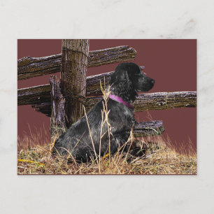 Engelse Cocker Spaniel Briefkaart