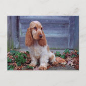 Engelse Cocker Spaniel Briefkaart (Voorkant)
