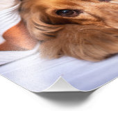 Engelse Cocker Spaniel Dog Foto Afdruk (Hoek)