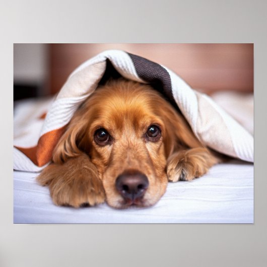 Engelse Cocker Spaniel Dog Poster (Voorkant)