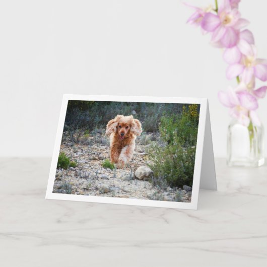 Engelse Cocker Spaniel Hardlopen in Land Kaart (Orchidee)