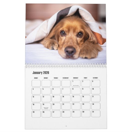 Engelse Cocker Spaniel Hondenkalender Kalender (Jan 2026)