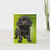 Engelse Cocker Spaniel