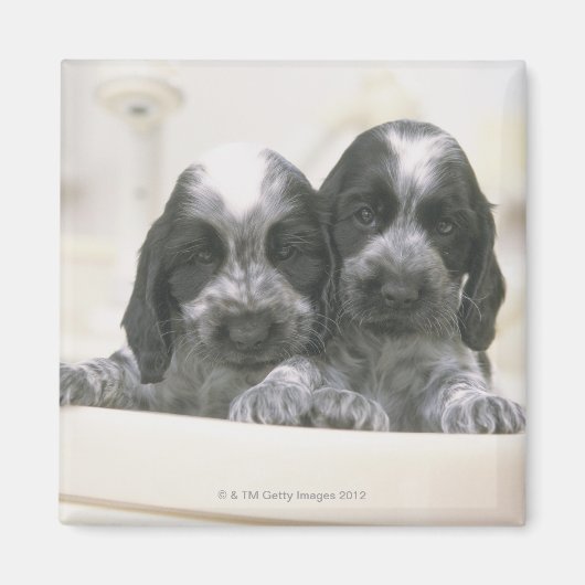 Engelse Cocker Spaniel Magneet (Voorkant)