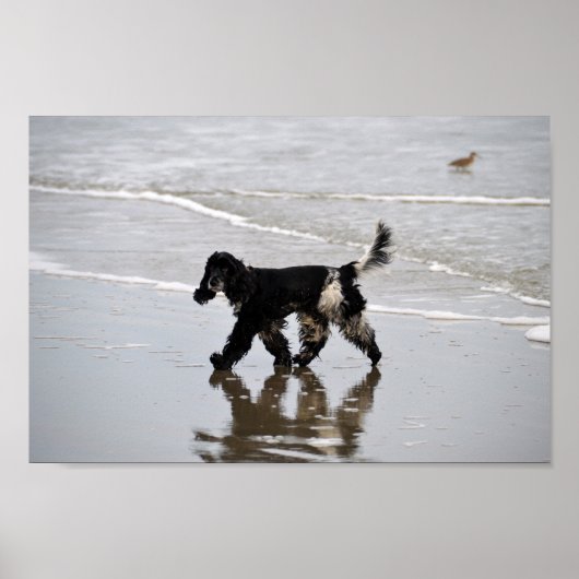 Engelse Cocker Spaniel op de strand Poster (Voorkant)