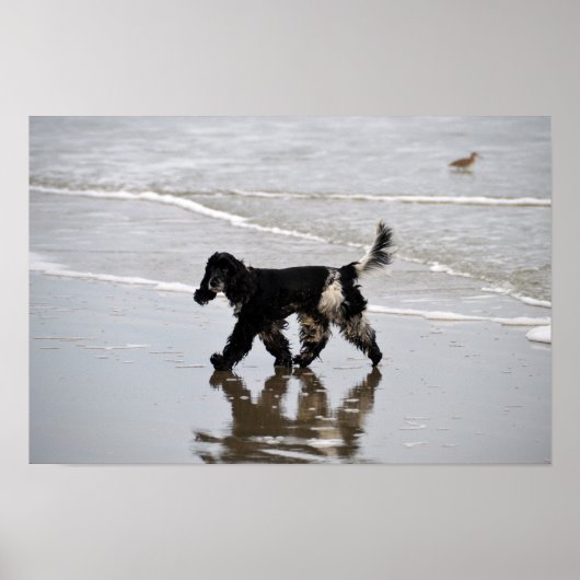 Engelse Cocker Spaniel op het Strand Poster (Voorkant)