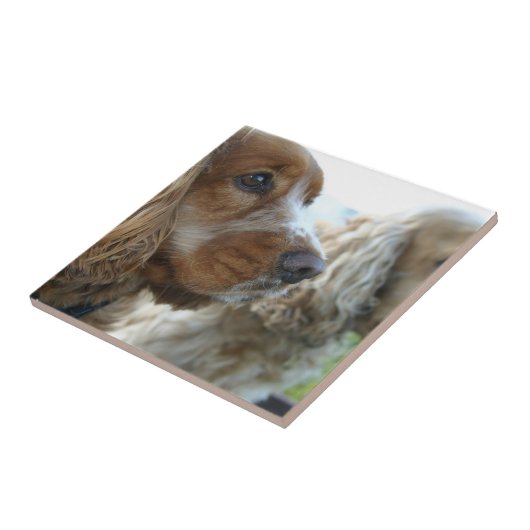 Engelse Cocker Spaniel Tile Tegeltje (Zijkant)