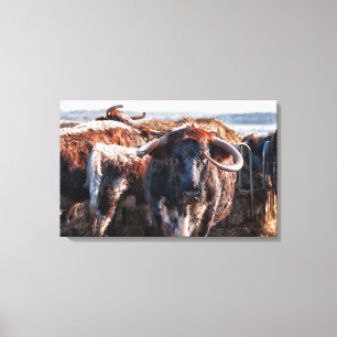 Engelse Longhorns Canvas Afdruk