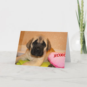 Engelse Mastiff Puppy Valentijn Kaart
