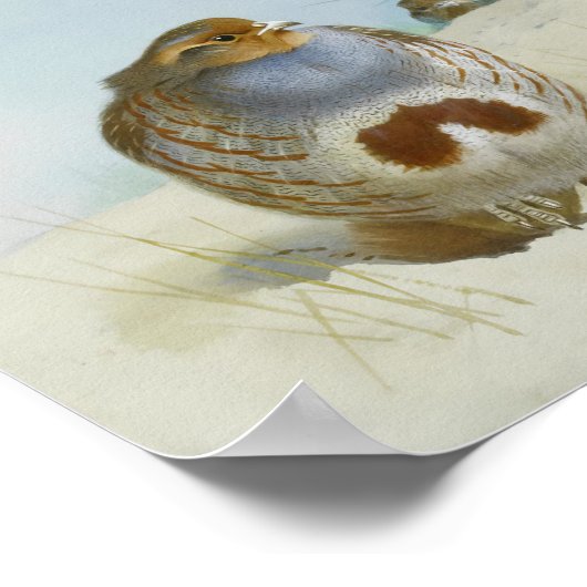 Engelse patrijs met paard en distel, Kunst Poster (Hoek)