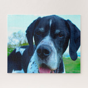 Engelse Pointer. Legpuzzel