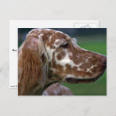 Engelse Setter Briefkaart (Voorkant / Achterkant)