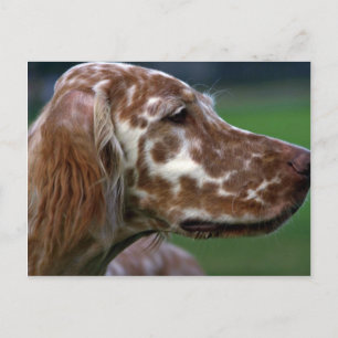 Engelse Setter Briefkaart