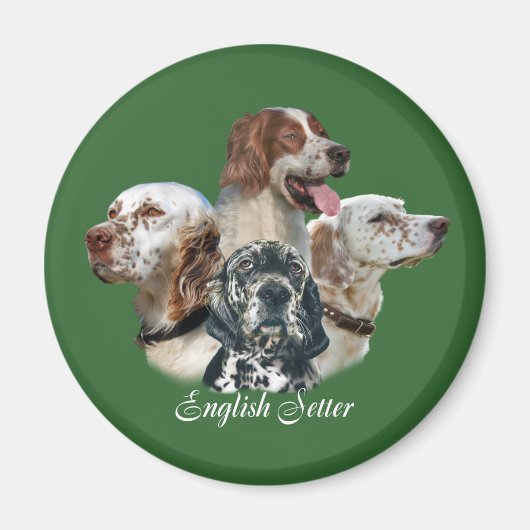 Engelse setter kan niet één magneet hebben (Voorkant)