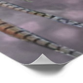 Engelse Setter Poster (Hoek)