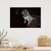 Engelse Setter Poster (Keuken)