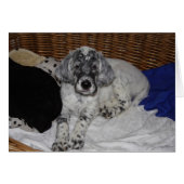 Engelse Setter Puppy (Voorkant Horizontaal)