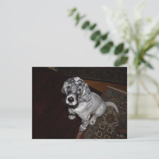 Engelse Setter Puppy Briefkaart (Staand voorkant)