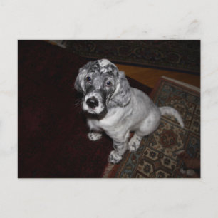 Engelse Setter Puppy Briefkaart