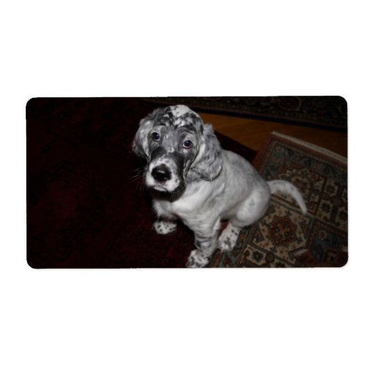 Engelse Setter Puppy Etiket (Voorkant)